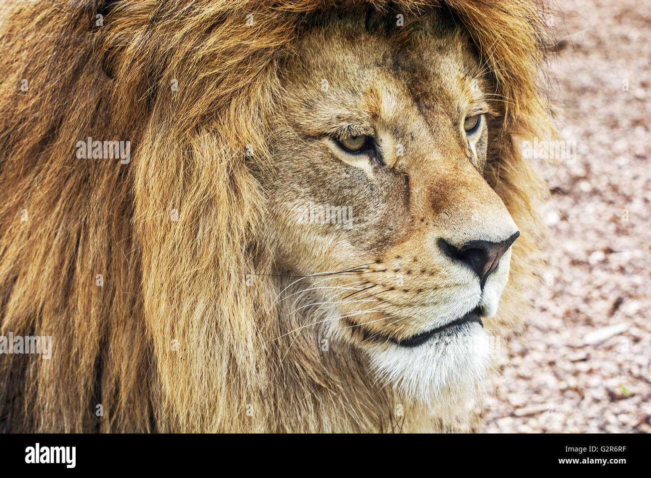 Portrait of a Barbary lion - Panthera leo leo. Lions mane. Animal scene.  Critically endangered species. Animal closeup portrait Stock Photo - Alamy