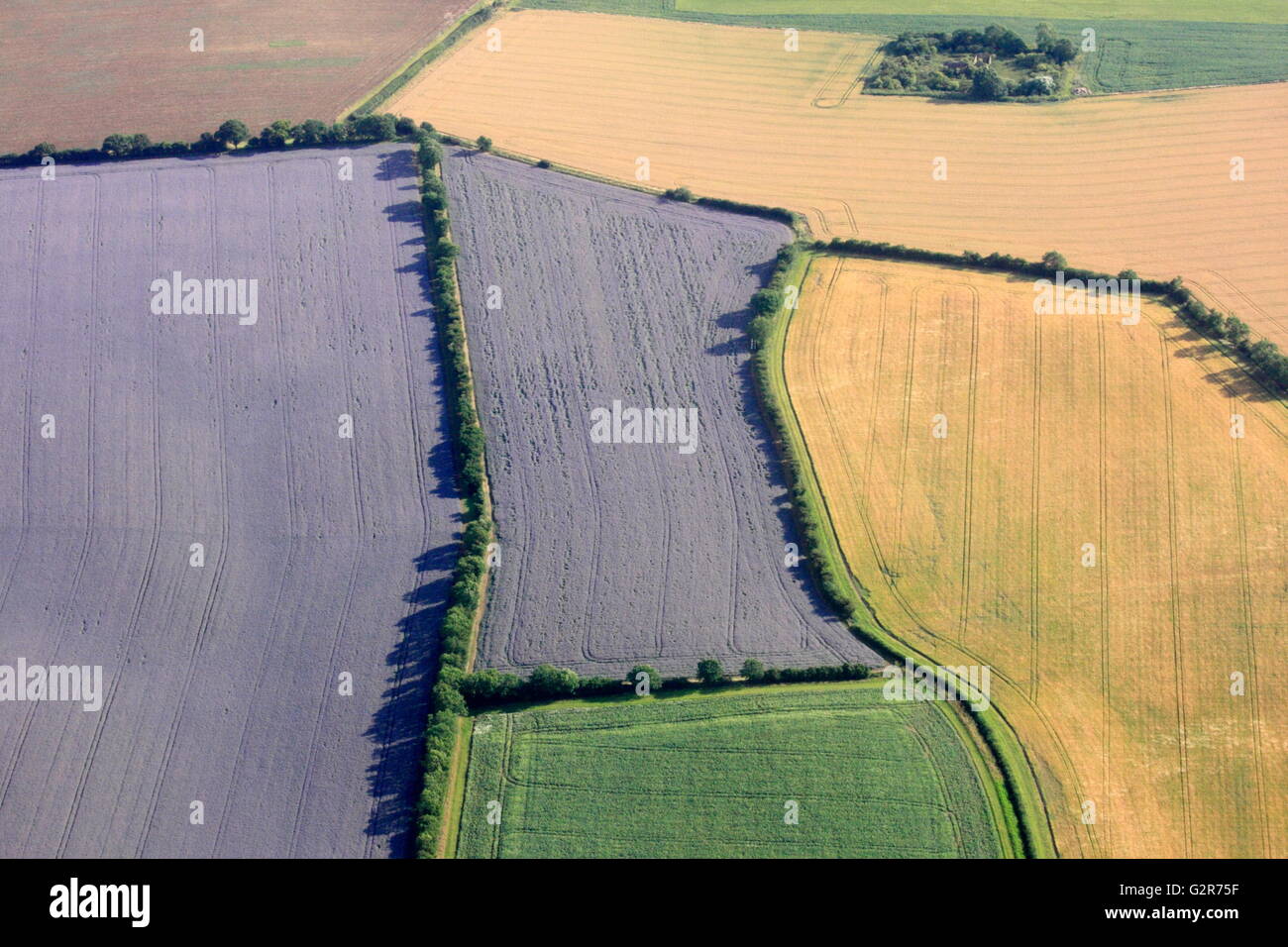 Aerial view of Lavender Field Stock Photo