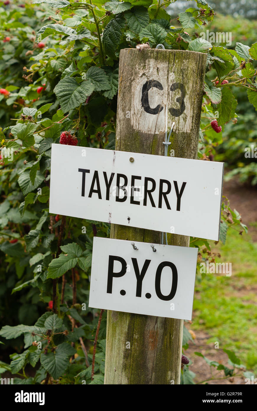 Pick your own Tayberry sign on a soft fruit farm Stock Photo