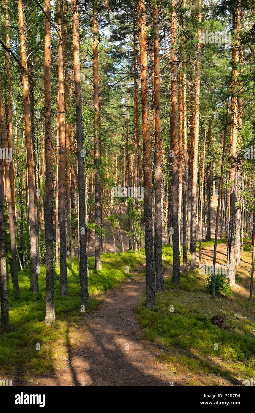 Pine trees in forest near Saint Petersburg, Russia Stock Photo Alamy