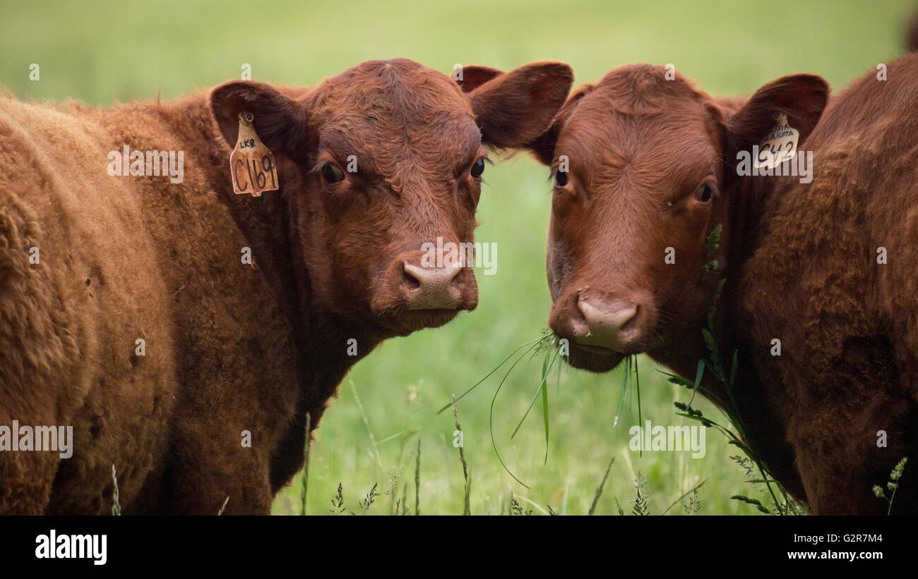 Red Devon Cattle at Lakota Ranch, an organic and grass-fed beef operation May 20, 2016 in Remington, Virginia. Stock Photo