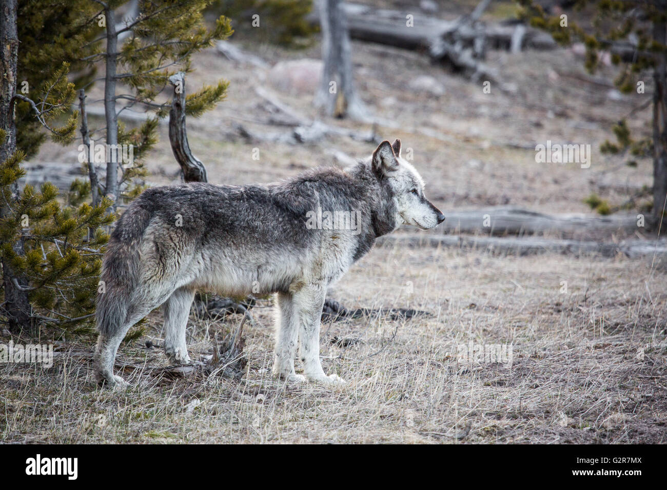 The alpha male grey wolf from the Canyon pack in spring at Yellowstone National Park April 6, 2016 in Yellowstone, Wyoming. Stock Photo