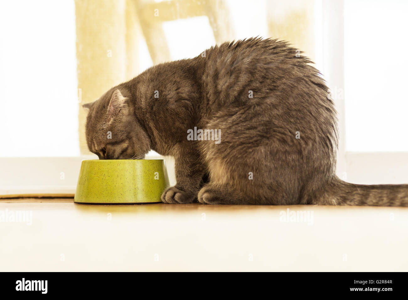 Cat bowl drink hires stock photography and images Alamy