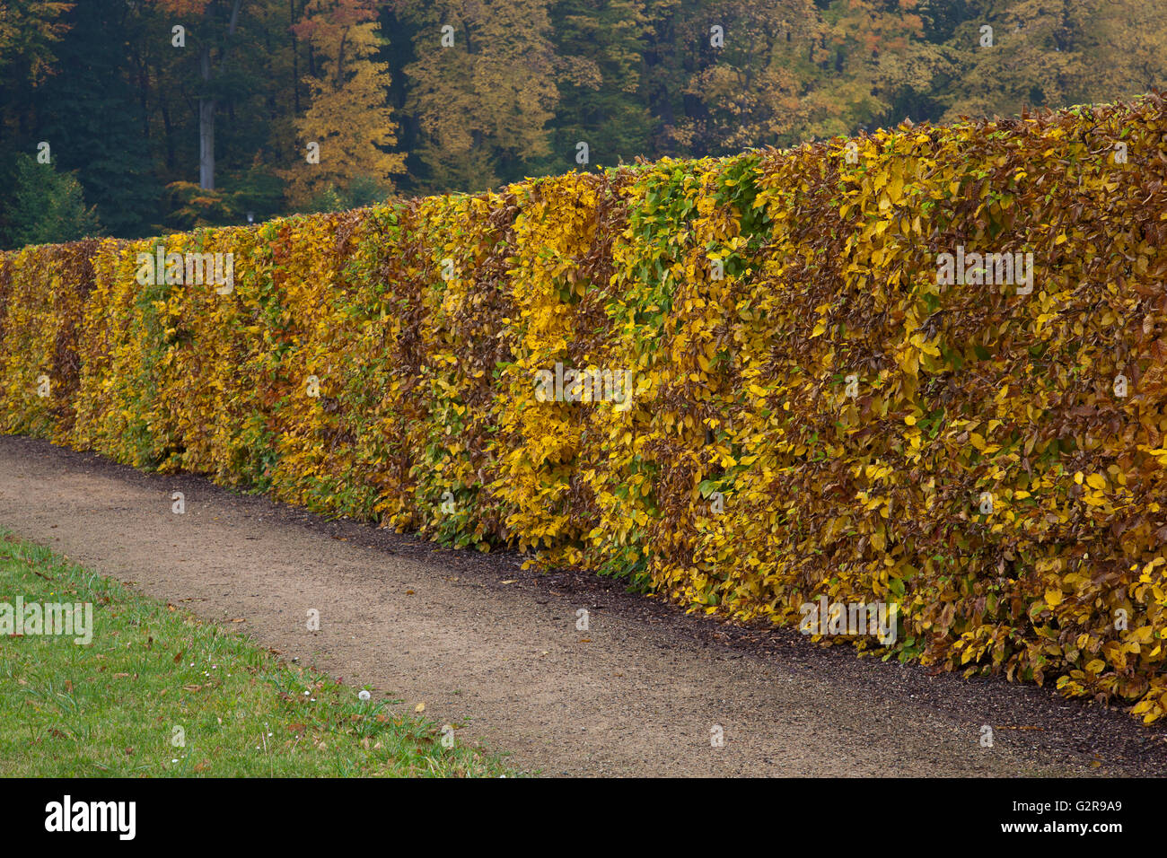 Hedge made of beech trees (Fagus sylvatica) with autumn foliage, Harz, Quedlinburg, Saxony-Anhalt, Germany Stock Photo