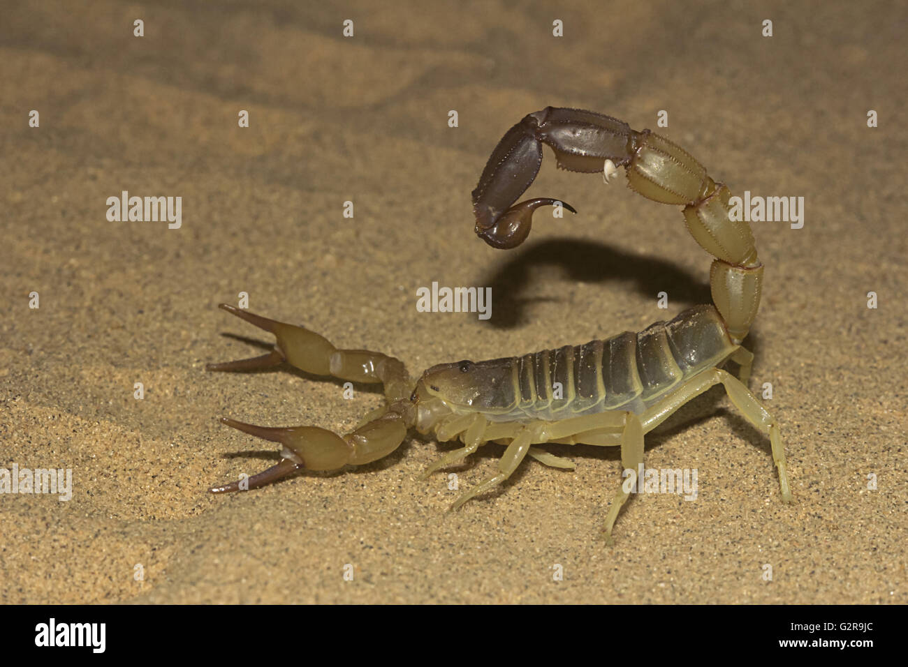 Fattail scorpion or fat-tailed scorpion . Androctonus sp., Jaisalmer, Rajasthan, India Stock Photo