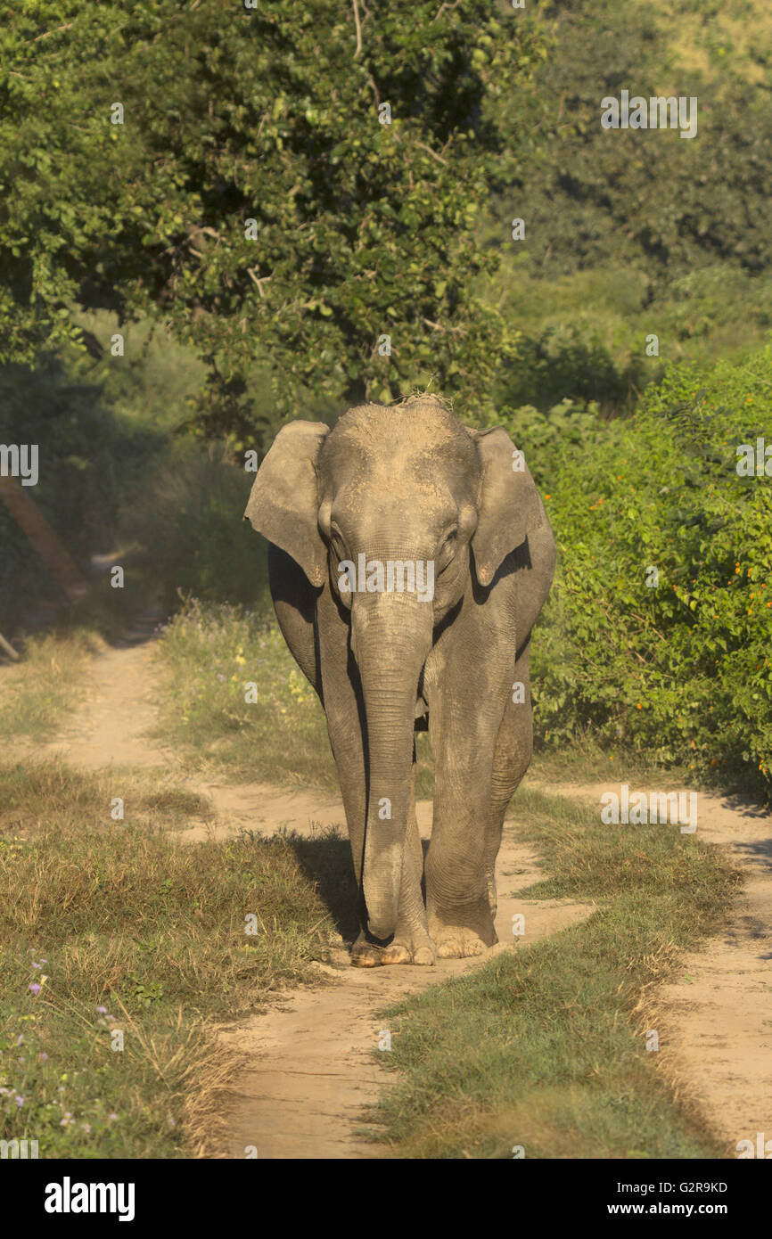 Asiatic Elephant, Corbett Tiger Reserve, Uttarakhand, India Stock Photo