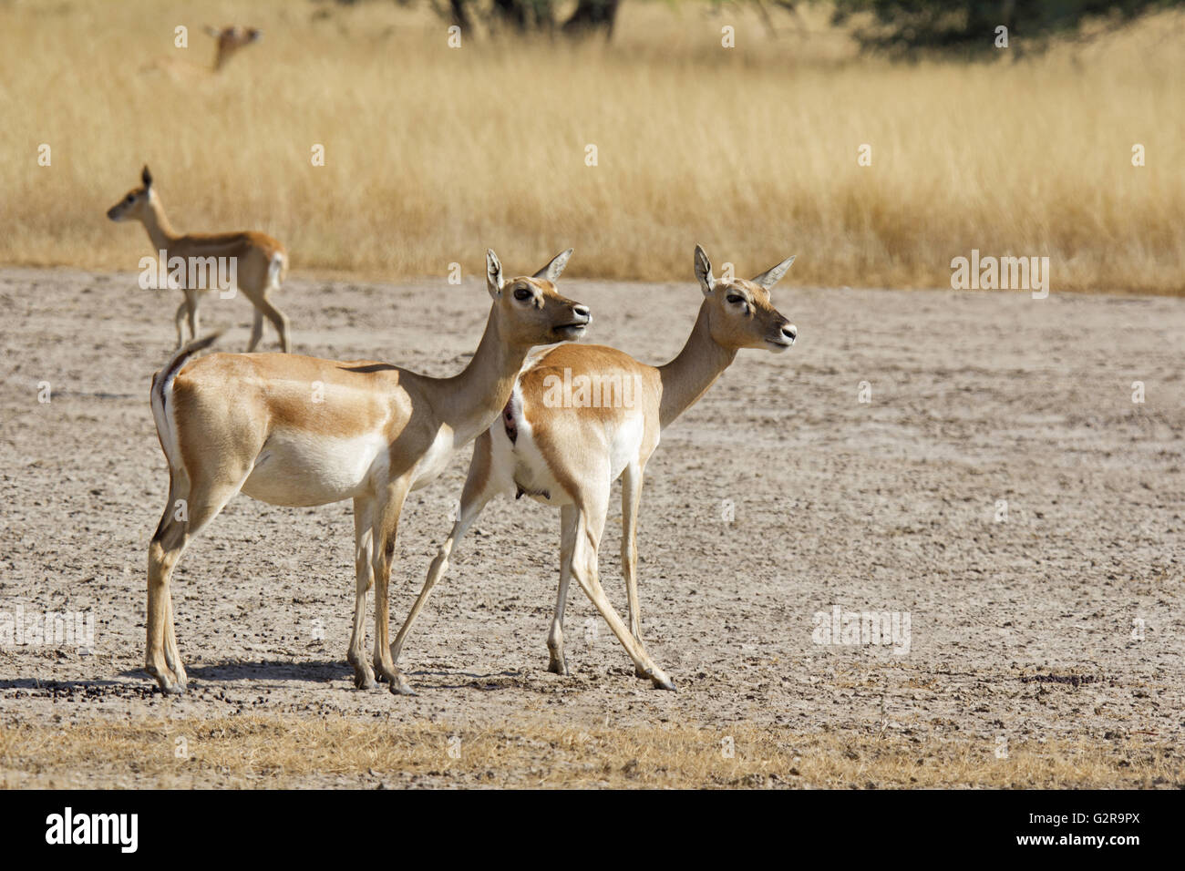Blackbuck female, Antelope cervicapra, Velavadar National Park, Gujarat, India Stock Photo