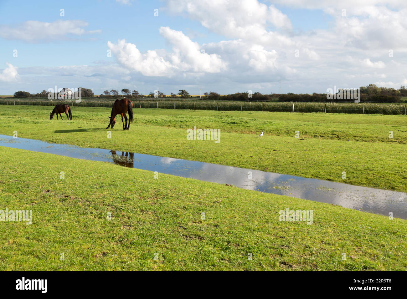 20.09.2015, Neuwerk, Hamburg, Germany - Horses on a way to the island Neuwerk in the Wadden Sea. Neuwerk you can walk around in two hours on foot, has about 40 inhabitants and belongs to Hamburg. / The small Iceland Neuwerk lies in the mudflats of the North Sea, has about 40 inhabitants and belongs to the region of Hamburg. 00A150920D098CAROEX.JPG - NOT for SALE in G E R M A N Y, A U S T R I A, S W I T Z E R L A N D [MODEL RELEASE: NOT APPLICABLE, PROPERTY RELEASE: NO, (c) caro photo agency / Bastian, http://www.caro-images.com, info@carofoto.pl - Any use of this picture is subject to royalty! Stock Photo
