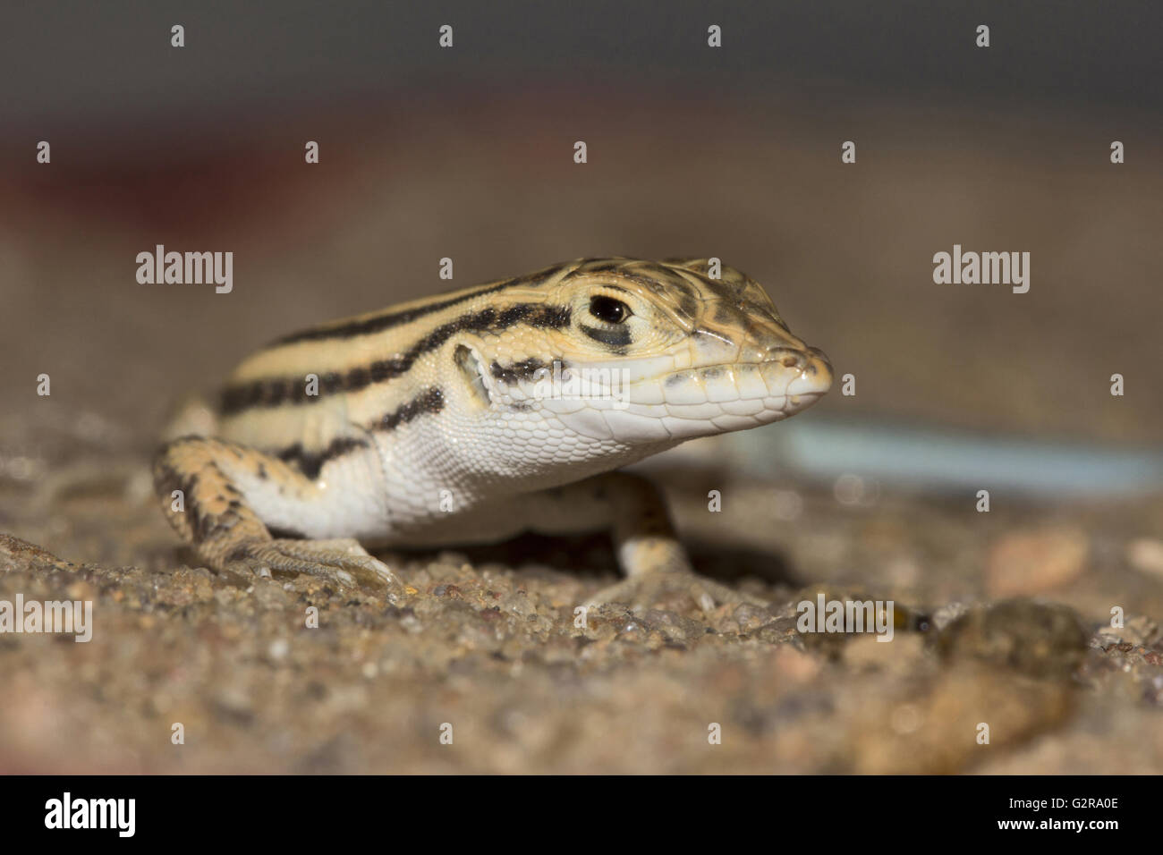 Cantor's Lacertid, Wall lizard Jaisalmer, Rajasthan, India Stock Photo
