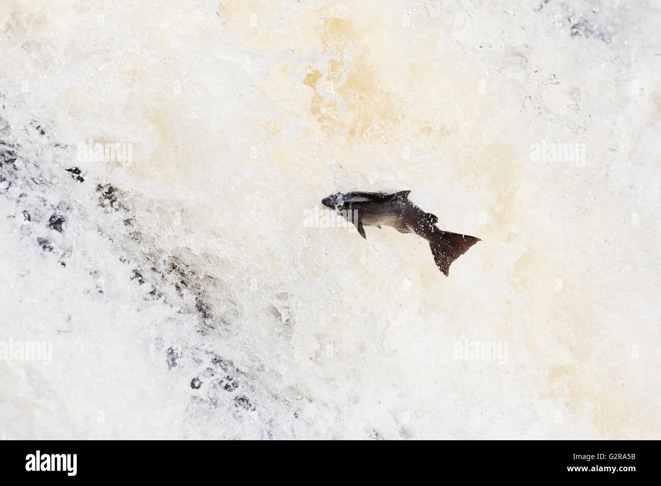 Atlantic salmon (Salmo salar) leaping The Falls of Shin, Falls of Shin, Lairg, Sutherland County, Highland, Scotland Stock Photo