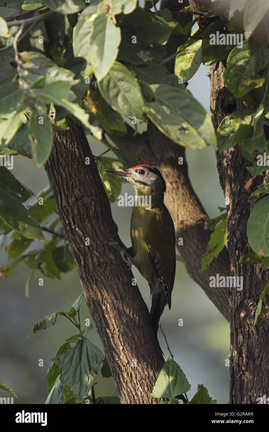 Grey Headed or Grey-faced woodpecker, Picus canus, Sattal, Uttarakhand, India Stock Photo