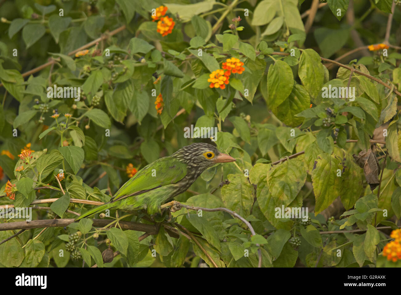 Bird with yellow ring around eyes hires stock photography and images