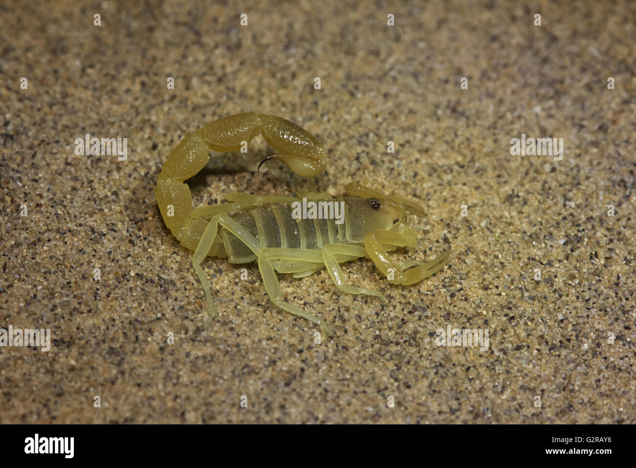 Bicolor Scorpion Orthochirus sp., Jaisalmer, Rajasthan, India Stock Photo