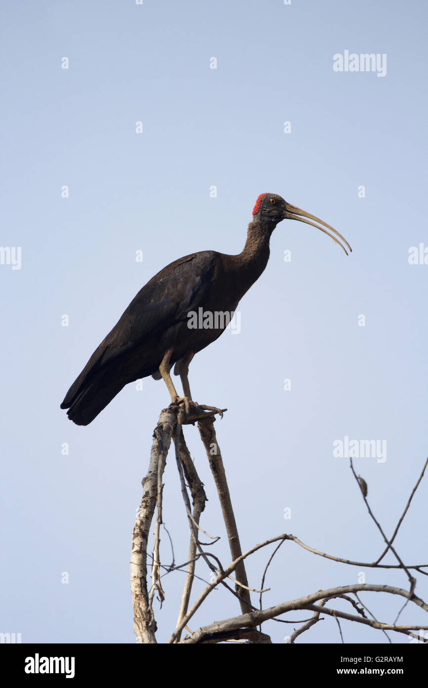 Red-naped ibis, Pseudibis papillosa, Bandhavgarh Tiger Reserve, Madhya Pradesh, India Stock Photo