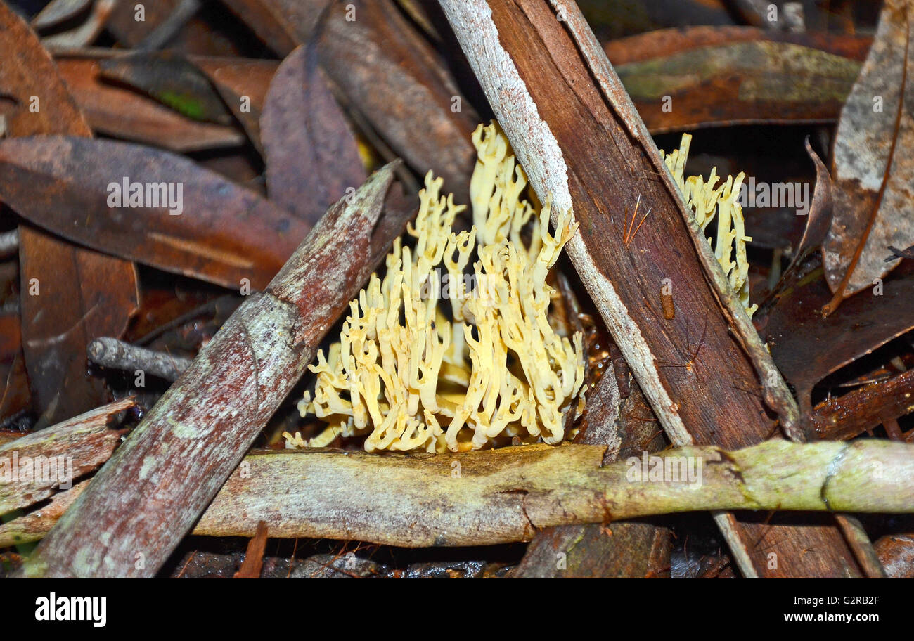 Yellow coral fungi (Ramaria) framed by bark on the forest floor Stock Photo