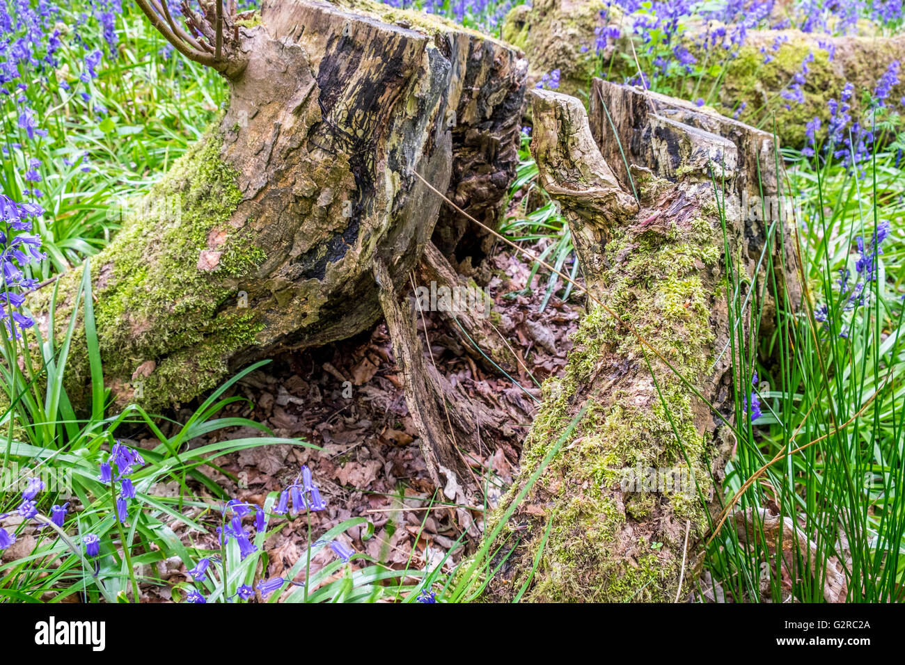 Wild Blue Bells and Wild Garlic in a growing in a field with a decaying tree. Stock Photo