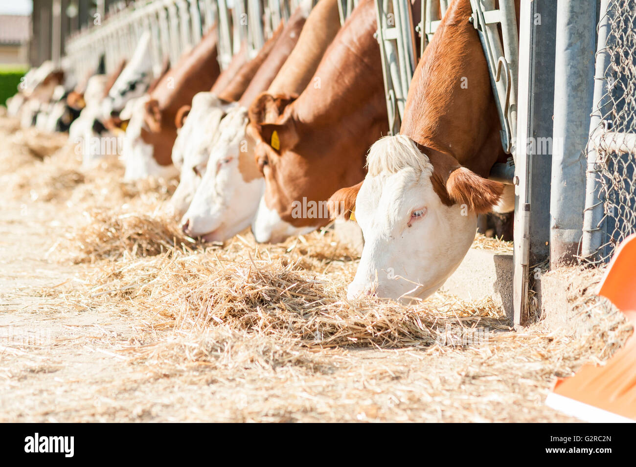Cow eating hay on feeding trough Stock Photo Alamy