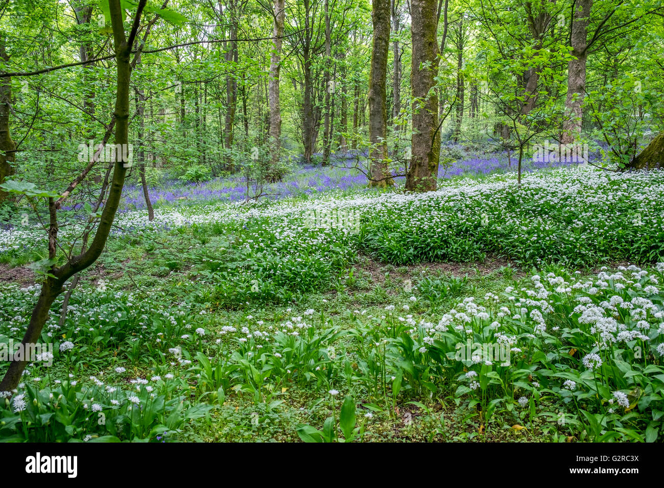 Wild Blue Bells and Wild Garlic in a growing in a field. Stock Photo