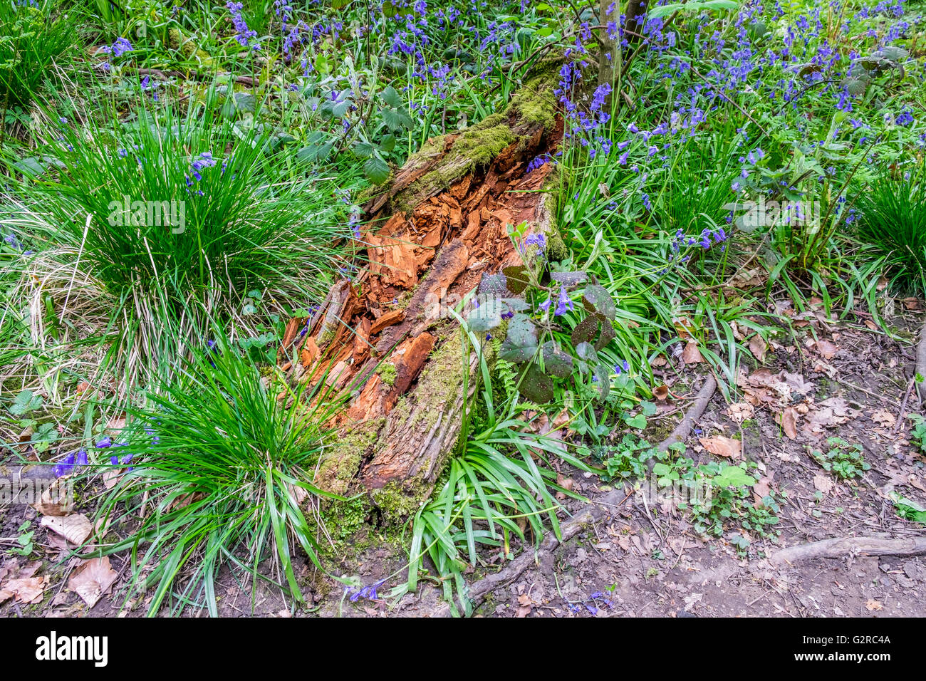 Wild Blue Bells and Wild Garlic in a growing in a field with a decaying tree. Stock Photo