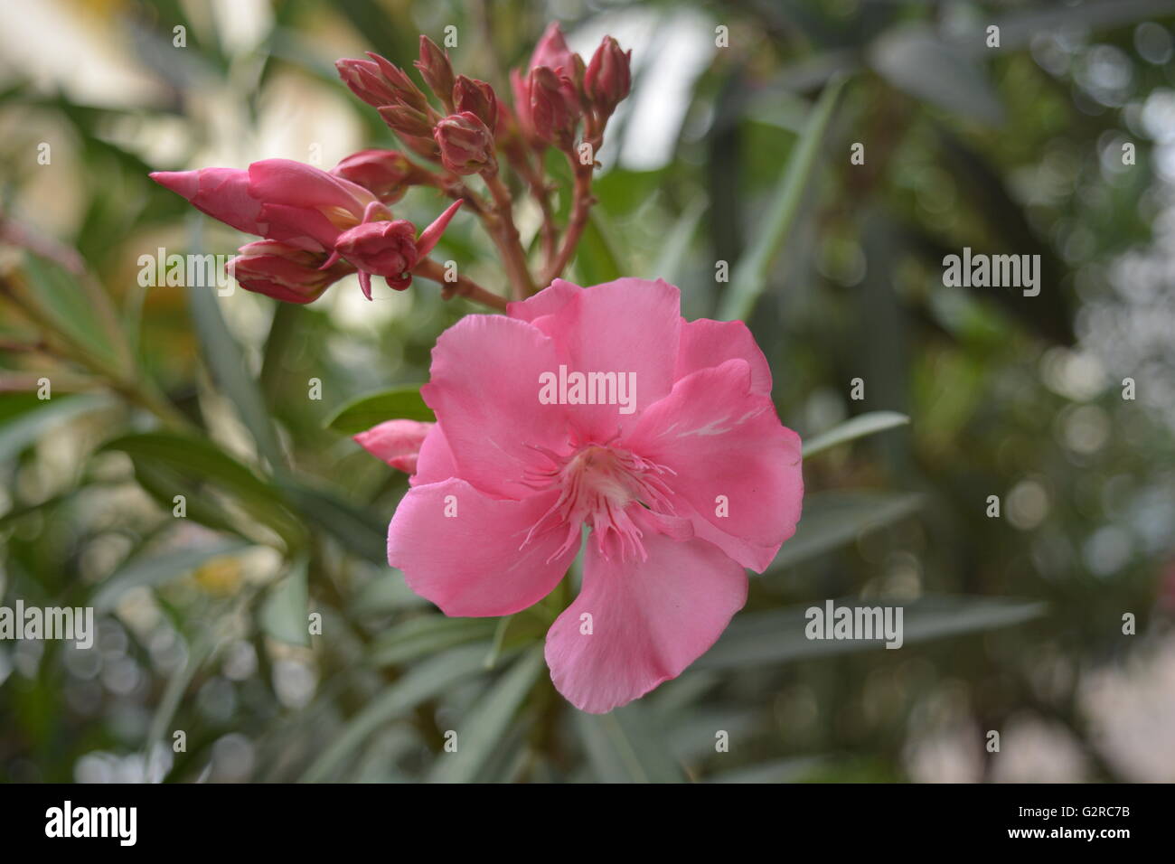 Nerium Oleander flower in the plant Stock Photo