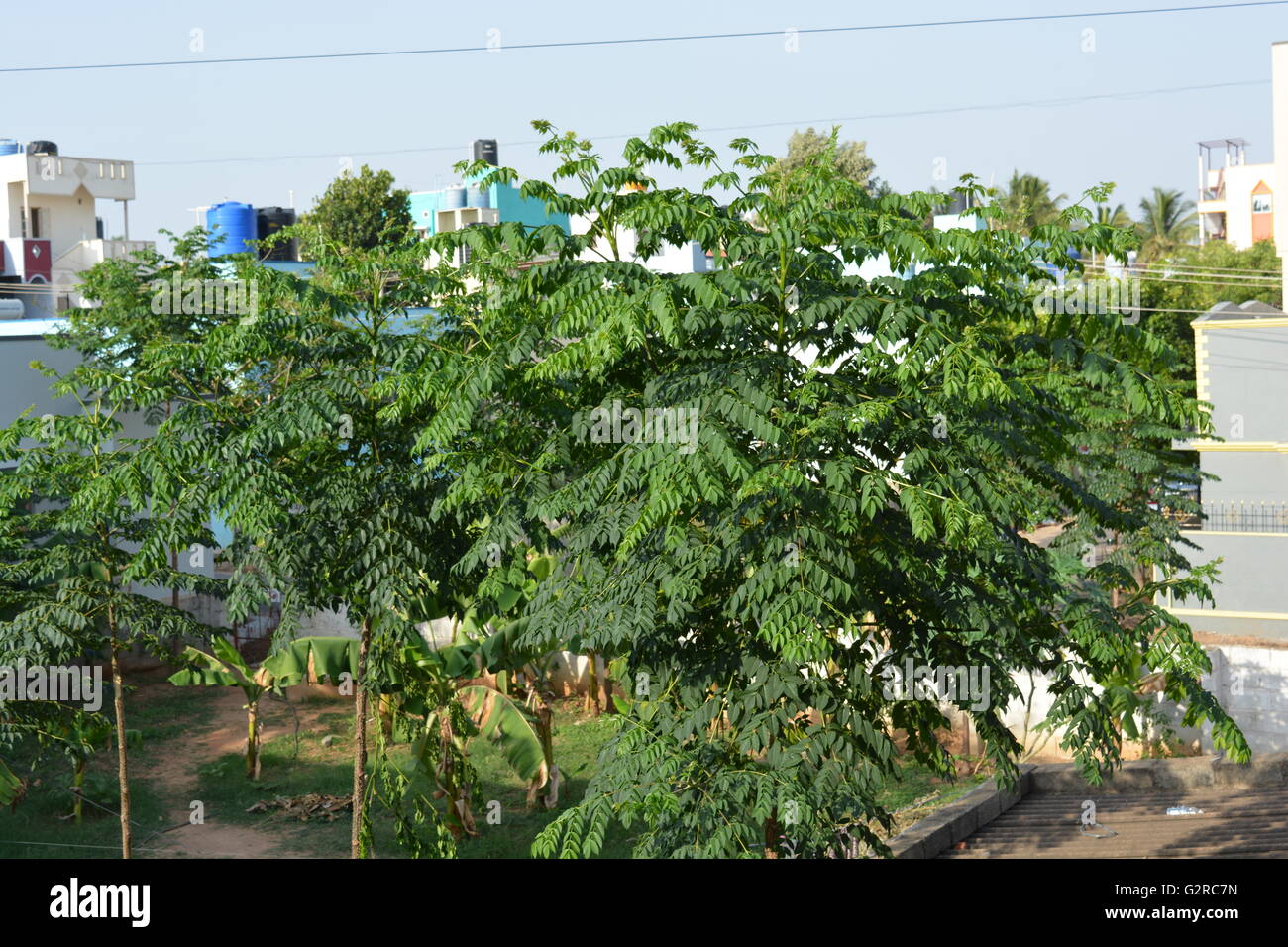Beautiful green tree inside the compound Stock Photo