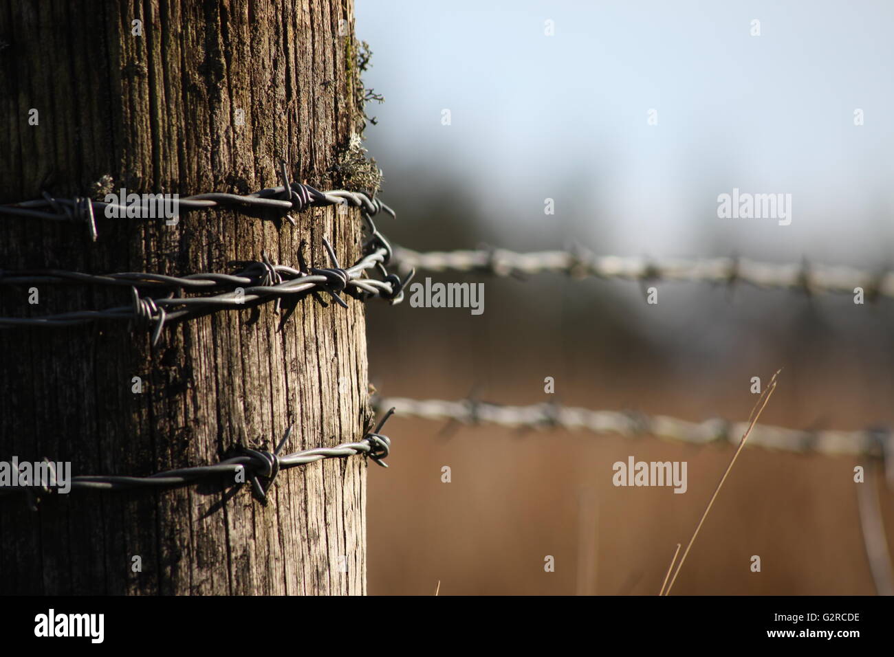 Field post and barbed wire fence Stock Photo Alamy