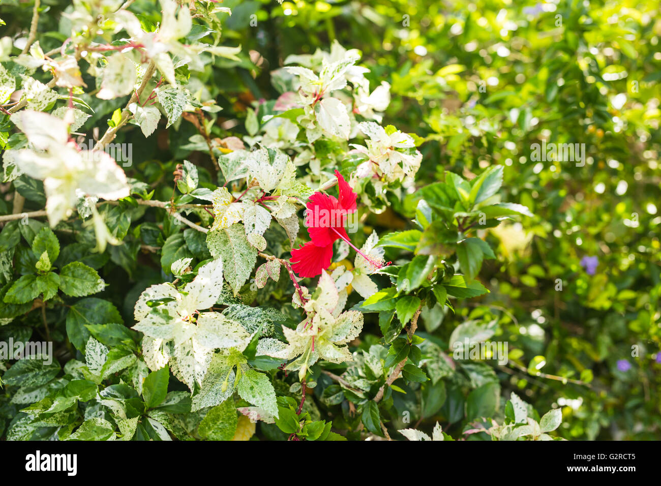 red hibiscus flower Stock Photo Alamy