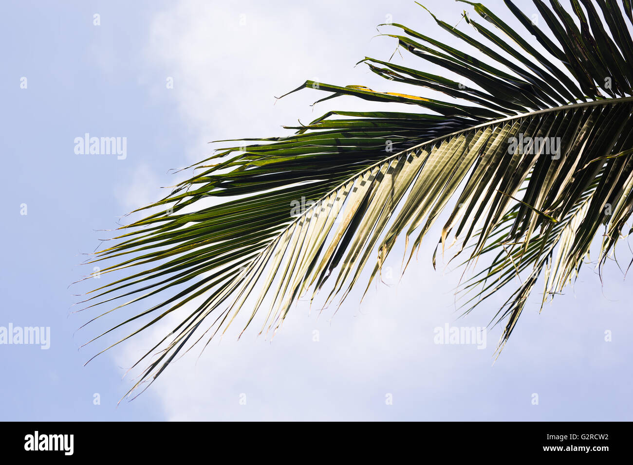 branches of coconut palms under blue sky Stock Photo Alamy