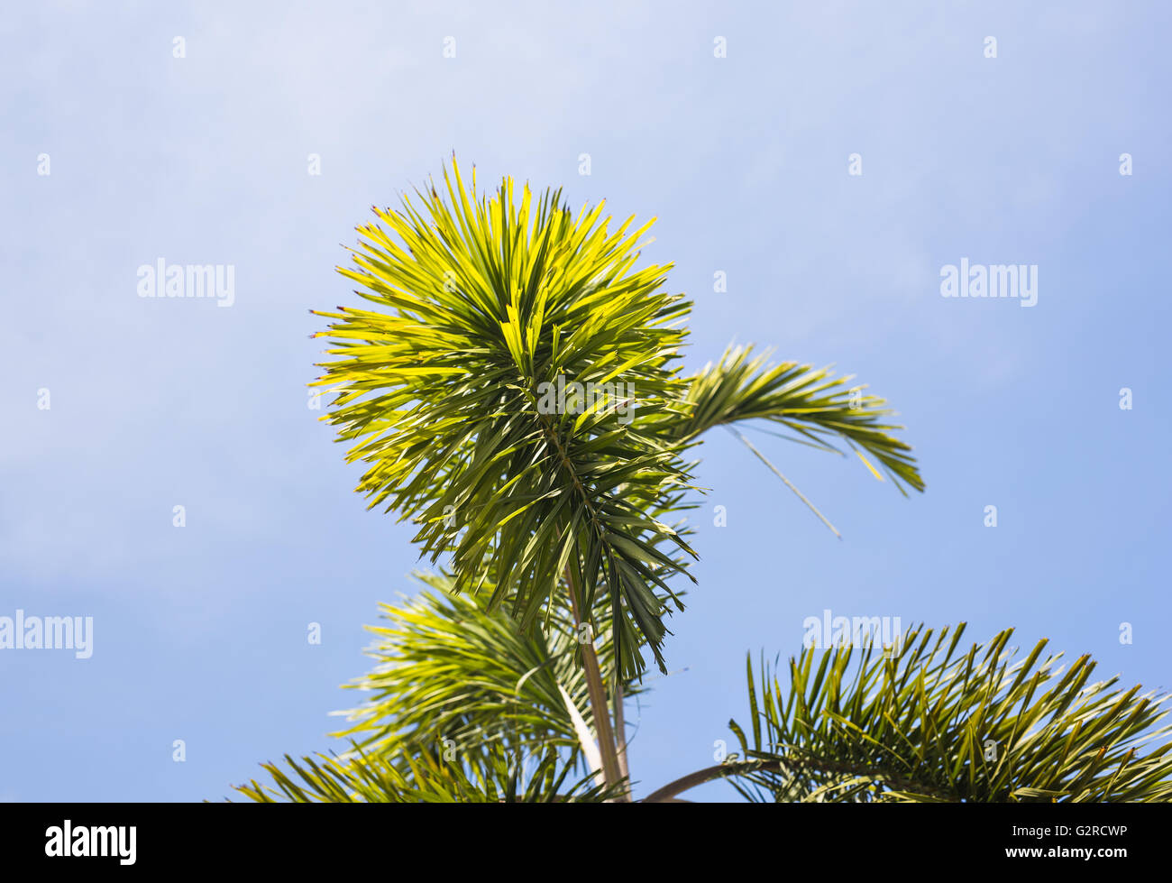 branches of coconut palms under blue sky Stock Photo Alamy