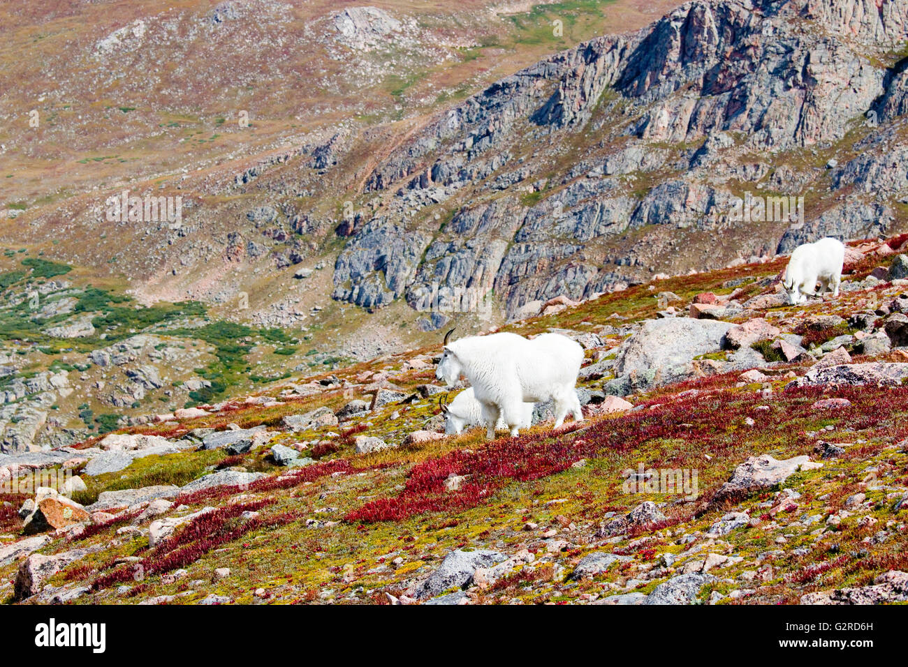 Mountain Goats on Mount Bierstadt Colorado in autumn Stock Photo