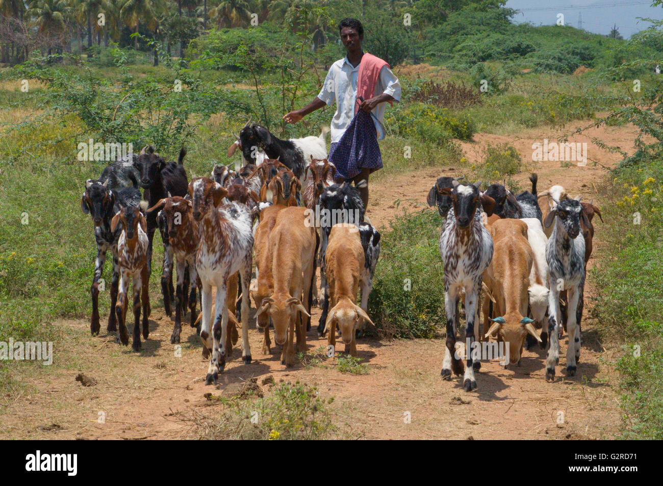 An Indian Shepherd with Goats Stock Photo