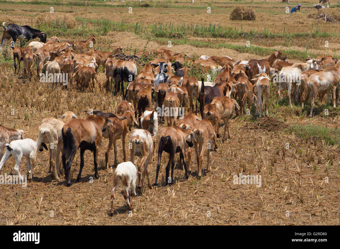 Indian goats Stock Photo