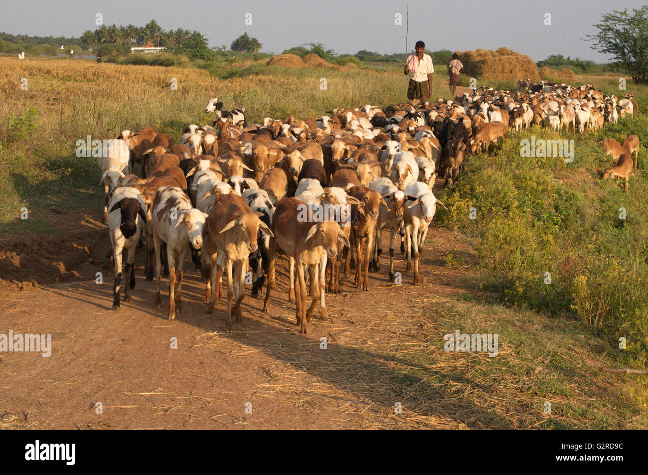 Indian goats Stock Photo