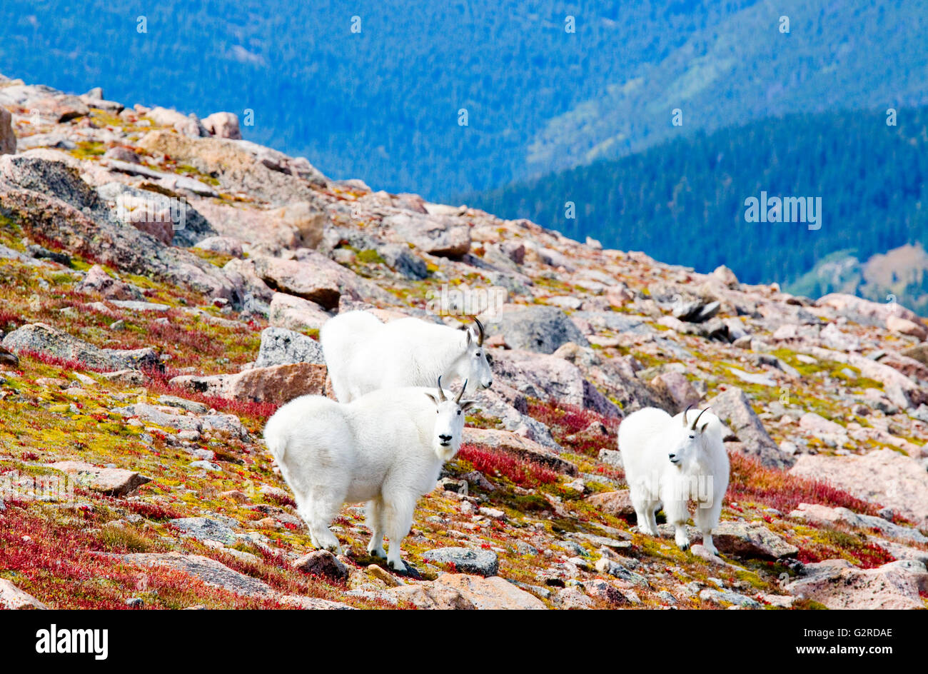 Mountain Goats on the trail to the summit of 14,065 Mount Bierstadt on a beautiful early autumn morning in the high country Stock Photo