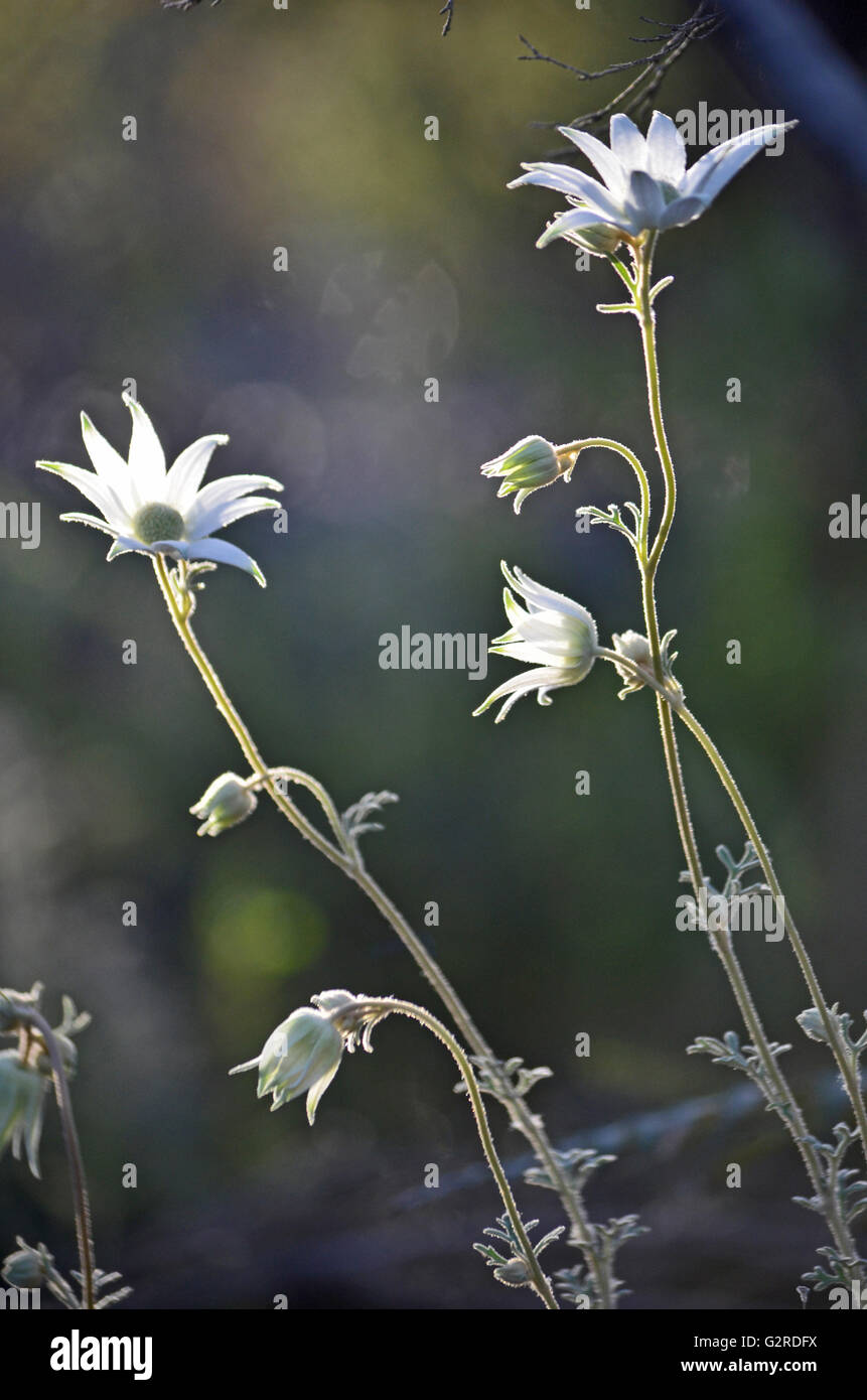 Flannel flower hires stock photography and images Alamy