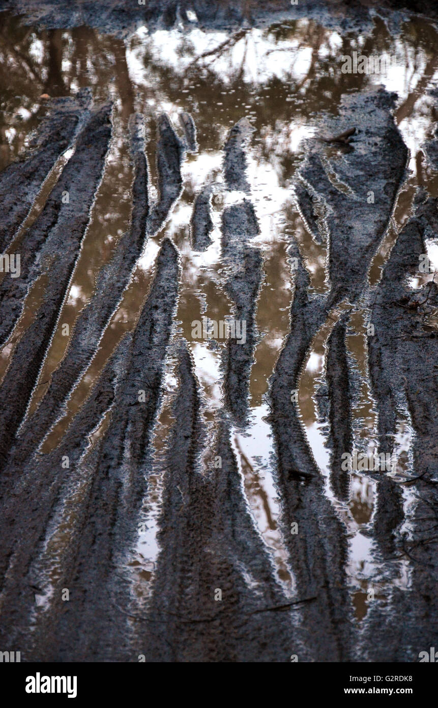 Reflections of trees in mountain bike tire (tyre) tracks in puddles on a muddy road Stock Photo