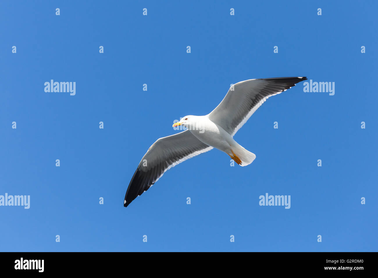 Great black-backed gull. White seagull flying in clear blue sky, closeup photo Stock Photo