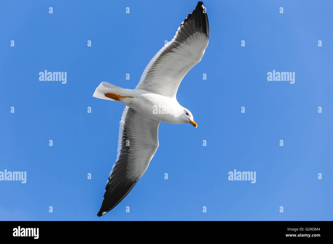 Great black-backed gull. Big white seagull flying in clear blue sky, closeup photo Stock Photo