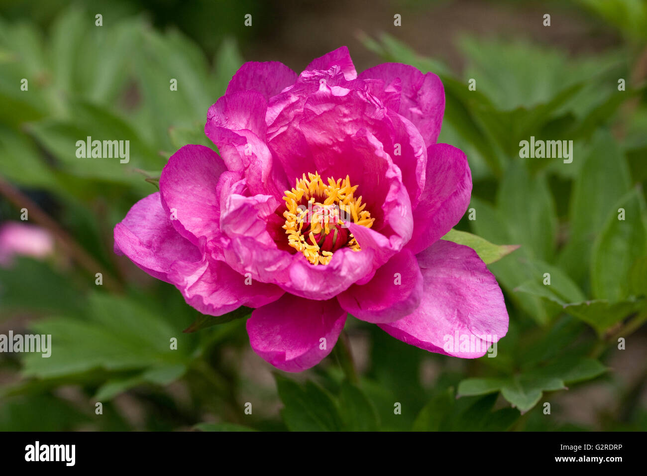Paeonia 'First Arrival' Stock Photo