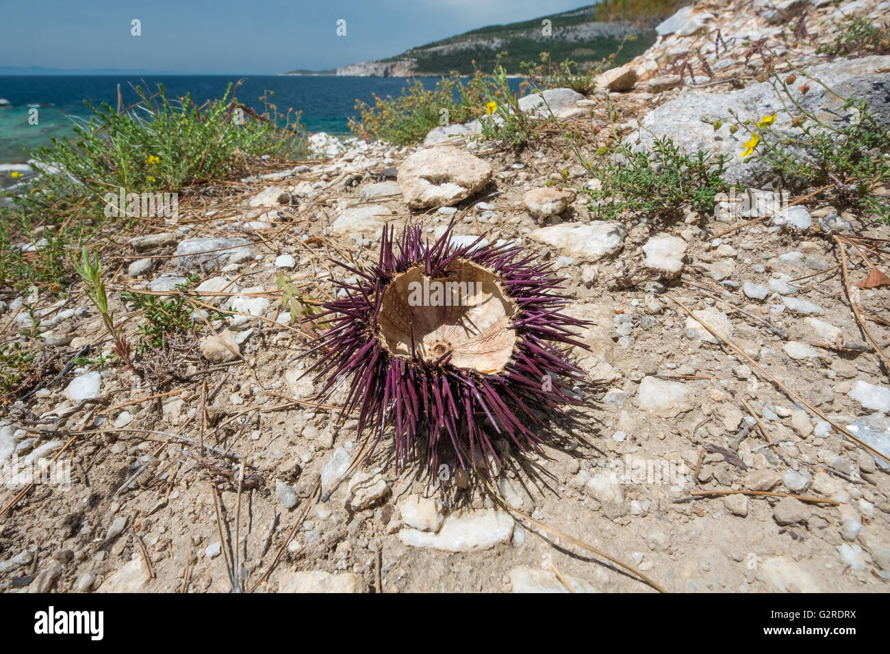 Purple sea urchin shell on a beach. Stock Photo