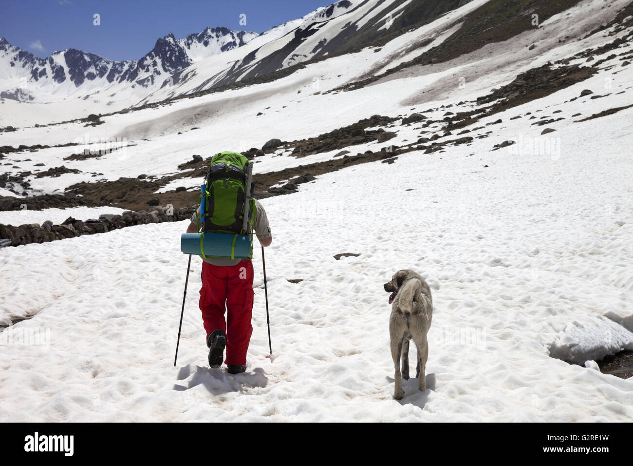 Hiker with dog in snowy mountains at spring. Turkey, Kachkar Mountains (highest part of Pontic Mountains). Stock Photo