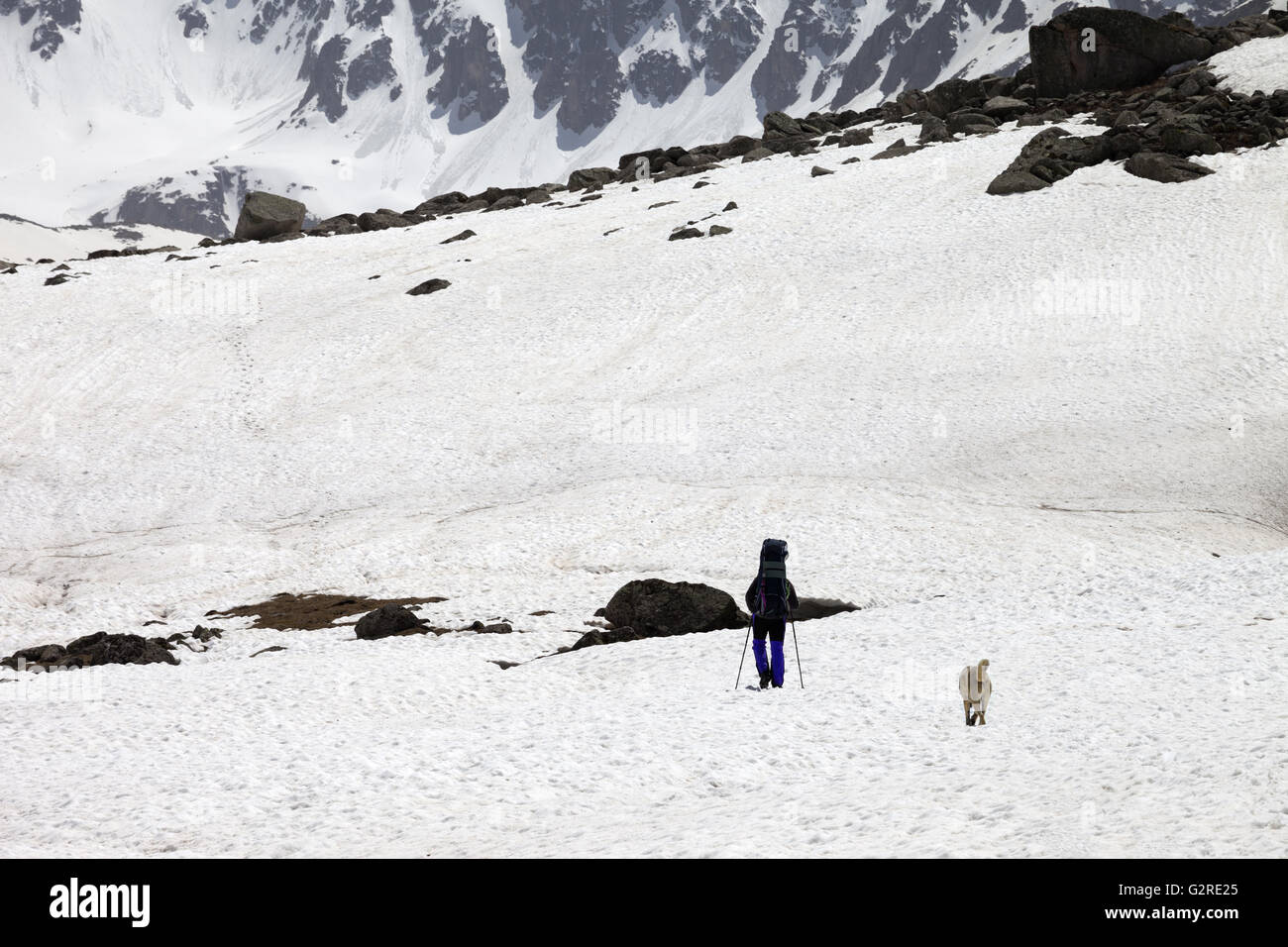 Hiker and dog in snowy mountains at spring. Turkey, Kachkar Mountains (highest part of Pontic Mountains). Stock Photo