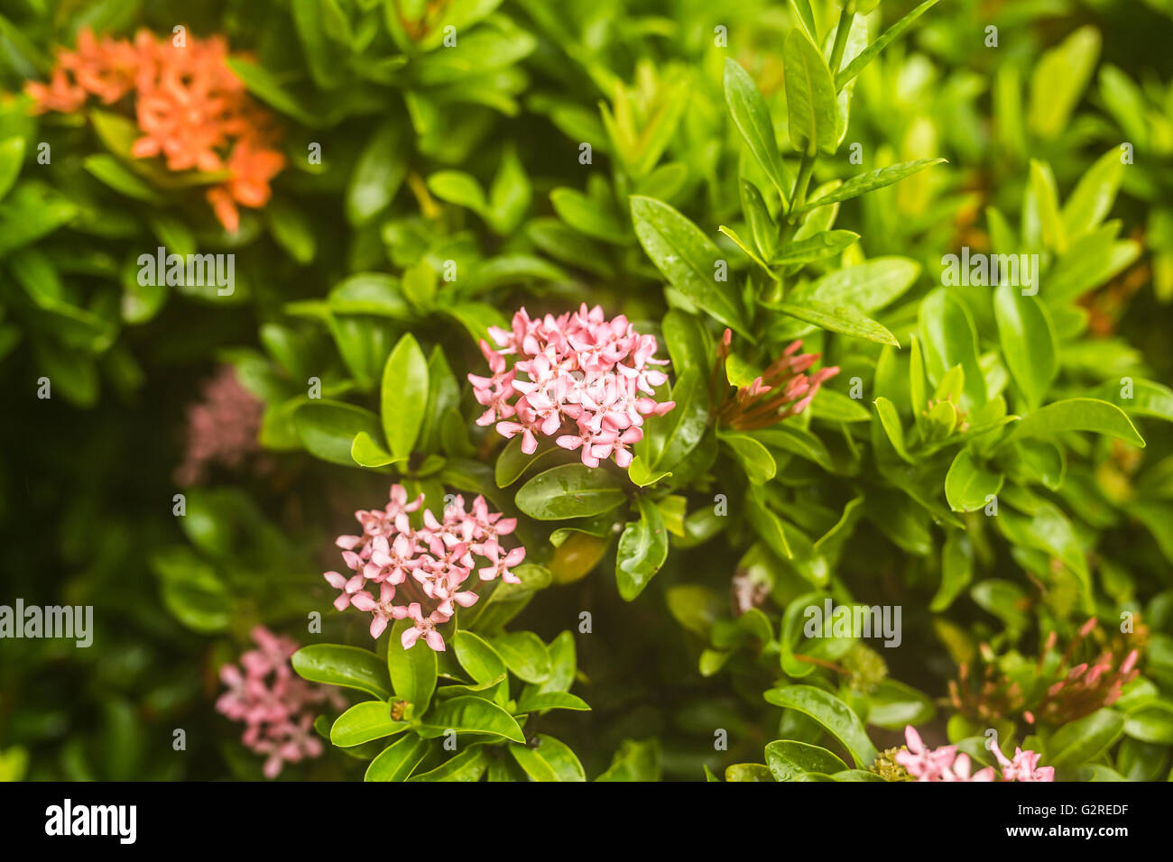pink flowers in a garden Stock Photo