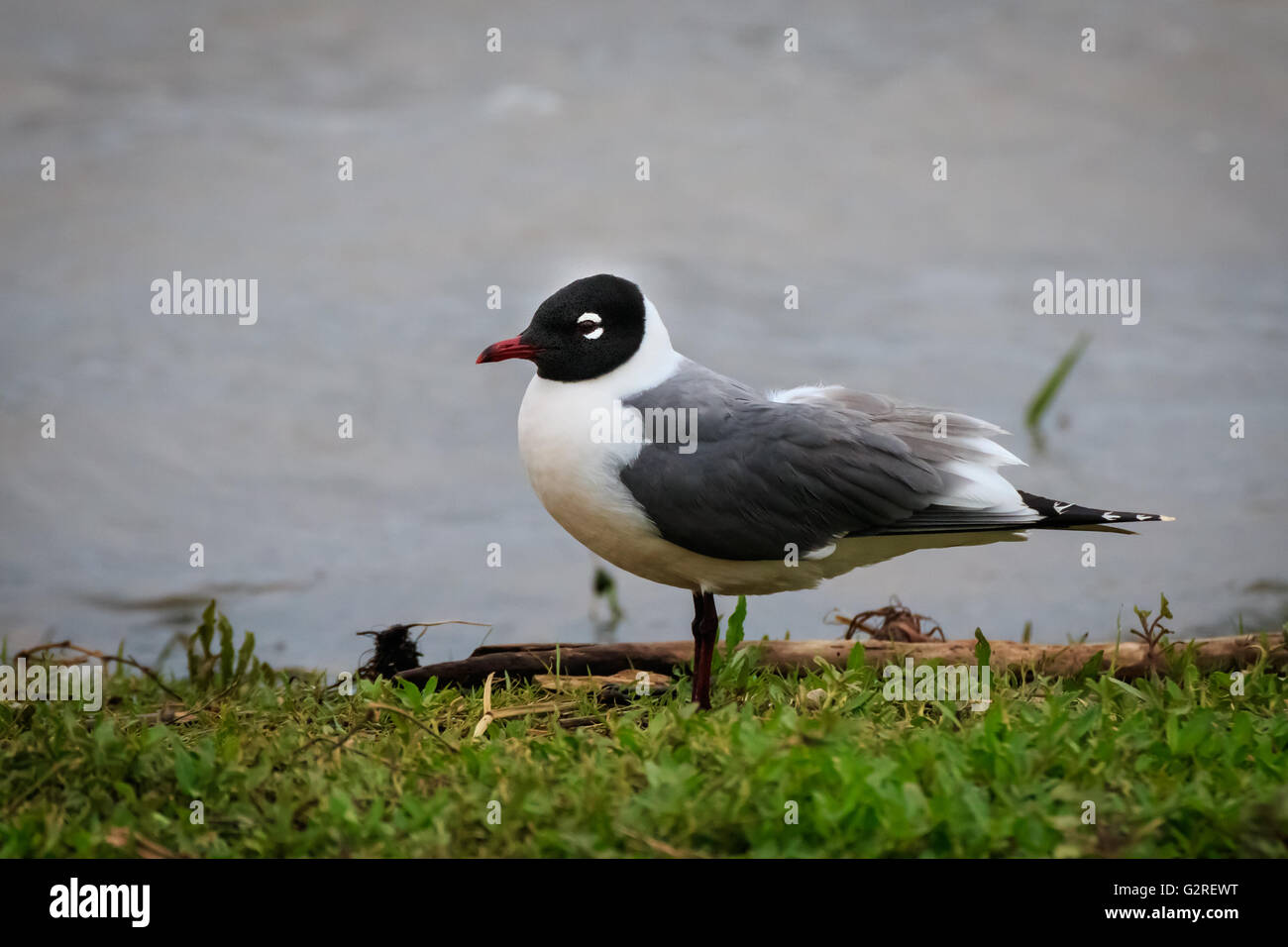 A Franklin's Gull sits by a lake shore. Stock Photo