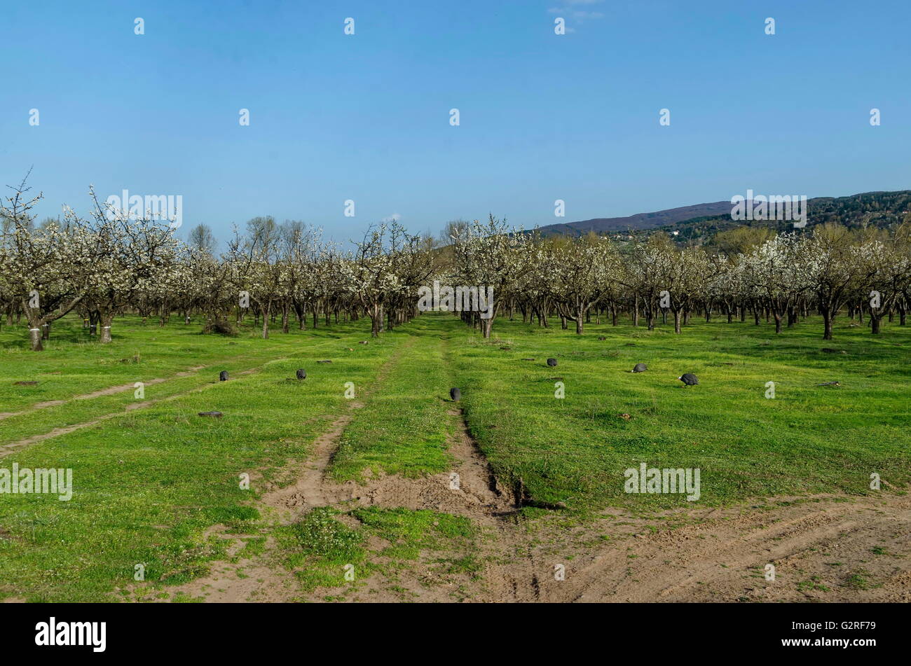 Cherry orchard road hi-res stock photography and images - Alamy