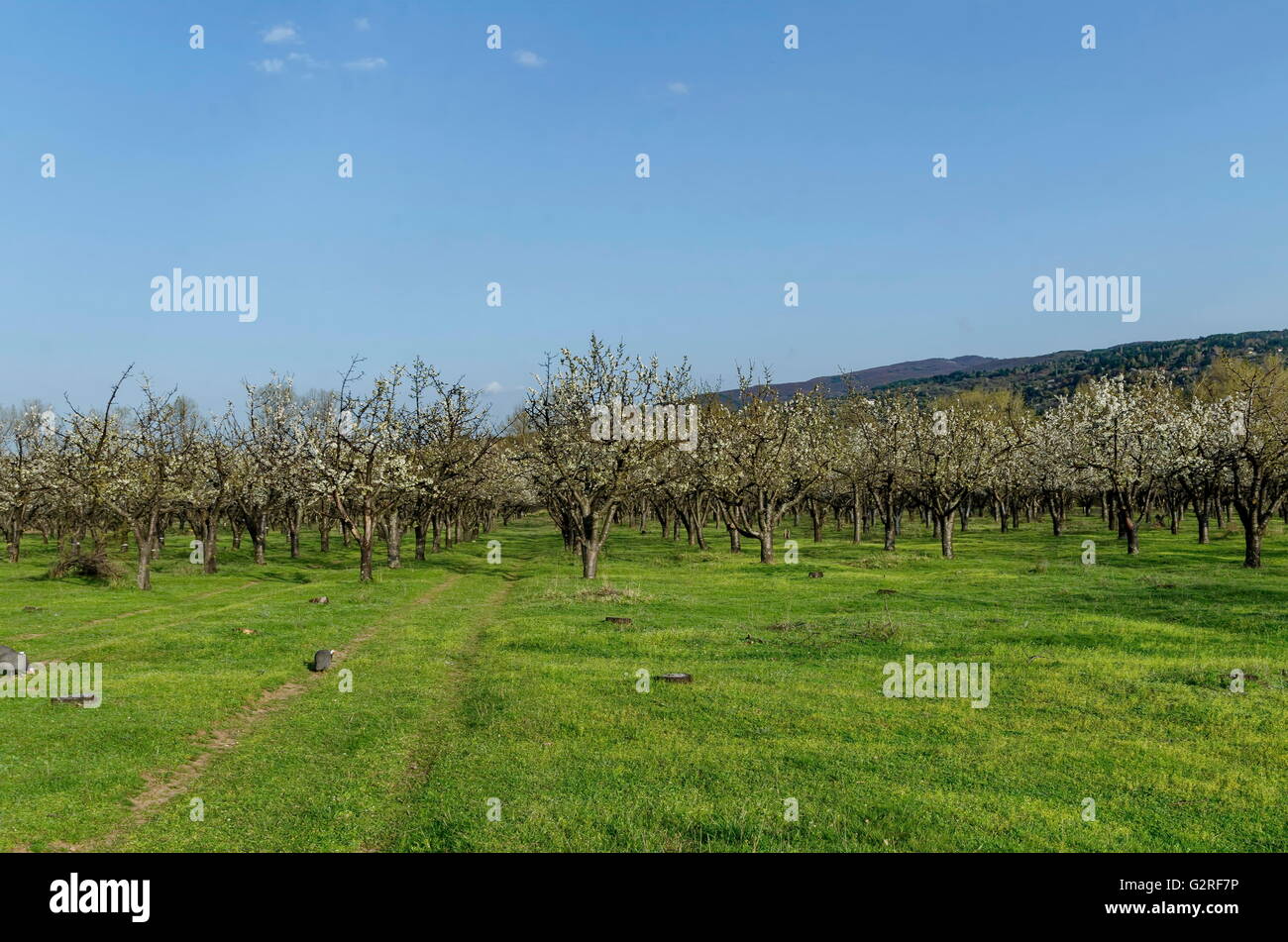 Cherry orchard way hi-res stock photography and images - Alamy