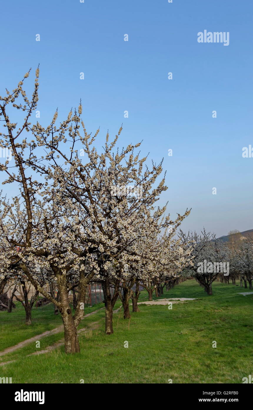 Cherry blossom orchard hi-res stock photography and images - Alamy