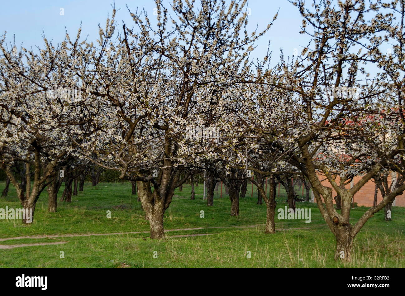 Cherry orchard hi-res stock photography and images - Alamy