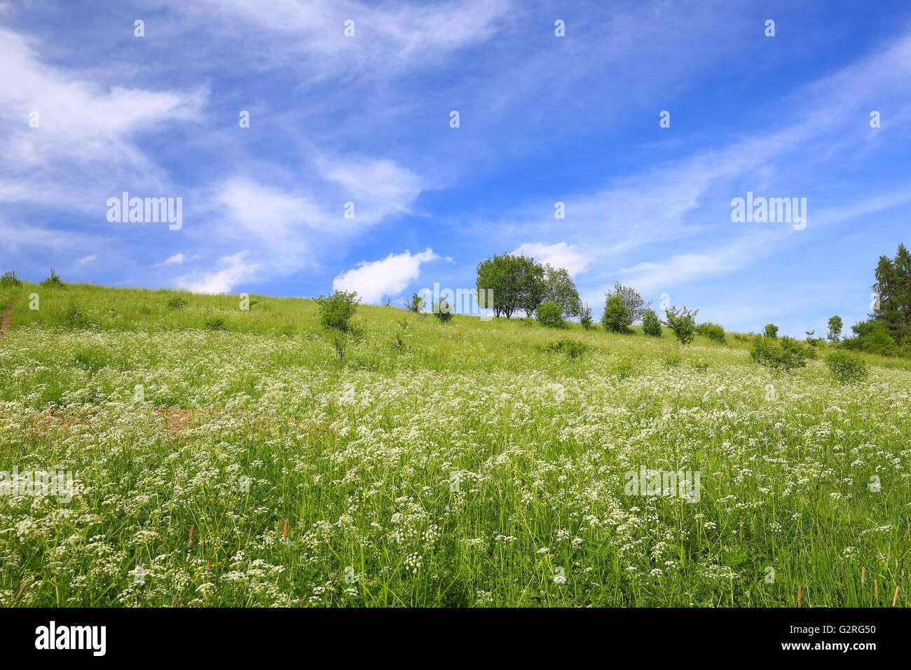 Scenic view of the meadow Stock Photo - Alamy