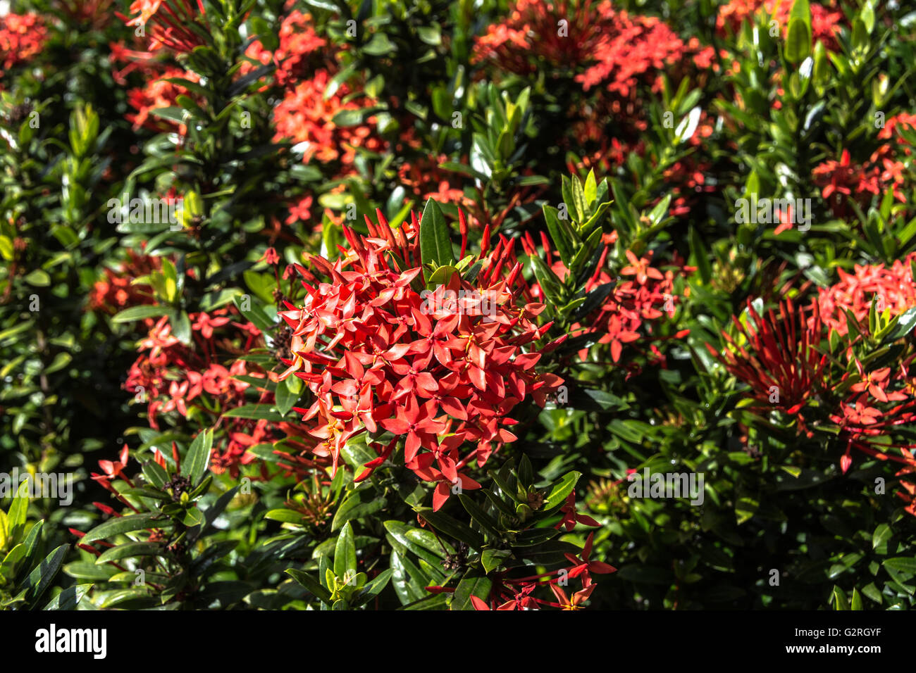Red Exora flowers, Oahu, Hawaii Stock Photo Alamy